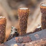Cyathus striatus / Cyathe strié